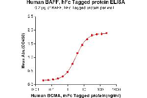ELISA plate pre-coated by 2 μg/mL (100 μL/well) Human BAFF, hFc tagged protein (ABIN6961113, ABIN7042255 and ABIN7042256) can bind Human BCMA, mFc tagged protein ABIN6961108, ABIN7042245 and ABIN7042246 in a linear range of 0.