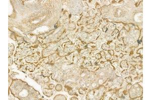 ABIN6260875 and ABIN6277709 at 1/100 staining human normal placenta tissue by IHC-P.