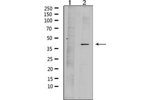 Western blot analysis of extracts from mouse brain, using MPRA Antibody. (PAQR7 抗体  (C-Term))