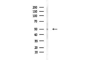 anti-Alkaline Sphingomyelinase (Alk-Smase) (Internal Region) antibody