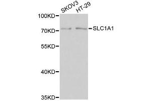Western blot analysis of extracts of various cell lines, using SLC1A1 antibody (ABIN6003519) at 1/1000 dilution. (SLC1A1 抗体)