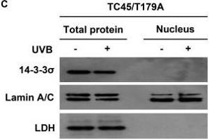 Western Blotting (WB) image for anti-Stratifin (SFN) antibody (ABIN2854867)