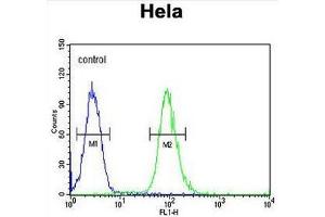 CLDN7 Antibody (C-term) flow cytometric analysis of Hela cells (right histogram) compared to a negative control cell (left histogram). (Claudin 7 抗体  (C-Term))