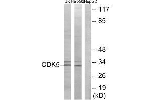 Western Blotting (WB) image for anti-Cyclin-Dependent Kinase 5 (CDK5) (Tyr15) antibody (ABIN1848070) (CDK5 抗体  (Tyr15))