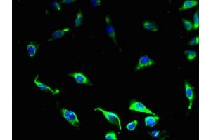 Immunofluorescent analysis of U251 cells using ABIN7164497 at dilution of 1:100 and Alexa Fluor 488-congugated AffiniPure Goat Anti-Rabbit IgG(H+L) (GPR34 抗体  (AA 1-61))