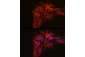 anti-Tubulin, beta (TUBB) (AA 40-260) antibody