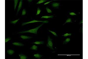 Immunofluorescence (IF) image for anti-Peptidyl Prolyl Cis/Trans Isomerase NIMA Interacting 4 Protein (PIN4) (AA 1-156) antibody (ABIN518907)