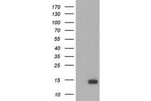 Western Blotting (WB) image for anti-Follicle Stimulating Hormone, beta Polypeptide (FSHB) antibody (ABIN1498316) (FSHB 抗体)
