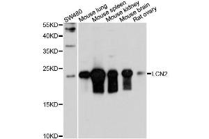 Western blot analysis of extracts of mouse testis, using LCN2 antibody.