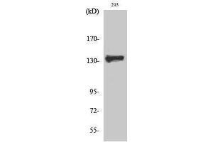 Western Blotting (WB) image for anti-Zinc Finger and BTB Domain Containing 40 (ZBTB40) (C-Term) antibody (ABIN3187523) (ZBTB40 抗体  (C-Term))