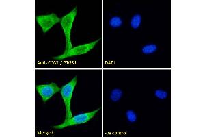 Immunofluorescence (IF) image for anti-Prostaglandin-Endoperoxide Synthase 1 (Prostaglandin G/H Synthase and Cyclooxygenase) (PTGS1) (C-Term) antibody (ABIN184671)