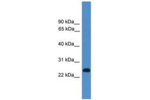Image no. 1 for anti-CD27 Molecule (CD27) (C-Term) antibody (ABIN6745479) (CD27 抗体  (C-Term))
