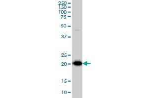 TPT1 monoclonal antibody (M01), clone 3C7 Western Blot analysis of TPT1 expression in HepG2 . (TPT1 抗体  (AA 35-138))
