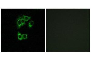 Immunofluorescence (IF) image for anti-GTPase, IMAP Family Member 2 (GIMAP2) (Internal Region) antibody (ABIN1851400) (GIMAP2 抗体  (Internal Region))