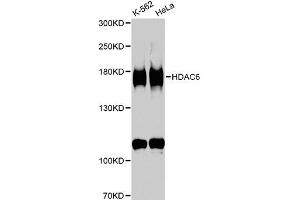 Western blot analysis of extracts of various cell lines, using HDAC6 antibody (ABIN1872957) at 1:1000 dilution. (HDAC6 抗体)