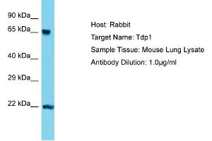 Host: Rabbit Target Name: Tdp1 Sample Type: Mouse Lung lysates Antibody Dilution: 1. (TDP1 抗体  (C-Term))