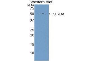 Western Blotting (WB) image for anti-Furin (Paired Basic Amino Acid Cleaving Enzyme) (FURIN) (AA 587-748) antibody (ABIN1858928) (FURIN 抗体  (AA 587-748))
