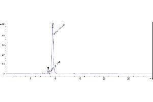 The purity of Anti-TGFb1 Reference Antibody (SRK181) is 97.