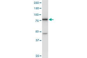 DDX18 MaxPab polyclonal antibody. (DDX18 抗体  (AA 1-670))