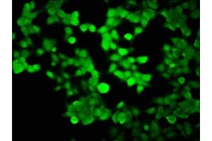 Immunofluorescence staining of 293 cells with ABIN7155403 at 1:100, counter-stained with DAPI. (HIST1H2BK 抗体  (AA 2-126))