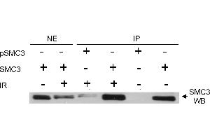 Immunoprecipitation (IP) image for anti-Structural Maintenance of Chromosomes 3 (SMC3) (pSer383) antibody (ABIN7452561)
