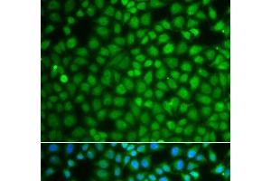 Immunofluorescence analysis of A549 cells using ZNF346 Polyclonal Antibody (ZNF346 抗体)