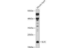 Western blot analysis of extracts of Mouse heart, using IL26 antibody (ABIN7267996) at 1:500 dilution. (IL-26 抗体  (AA 22-100))
