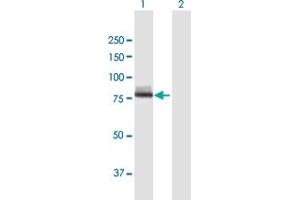Western Blot analysis of CAPN12 expression in transfected 293T cell line by CAPN12 MaxPab polyclonal antibody. (CAPN12 抗体  (AA 1-719))