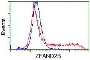 Flow Cytometry (FACS) image for anti-Zinc Finger, AN1-Type Domain 2B (ZFAND2B) antibody (ABIN1501806) (ZFAND2B 抗体)