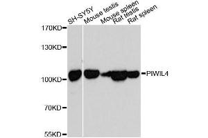 Western blot analysis of extracts of various cell lines, using PIWIL4 antibody. (PIWIL4 抗体  (AA 260-460))