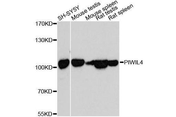 PIWIL4 antibody  (AA 260-460)
