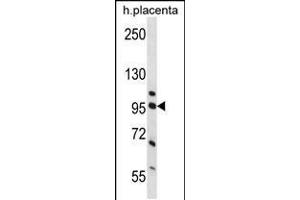 Western blot analysis in human placenta tissue lysates (35ug/lane). (Nucleolin 抗体  (AA 276-304))