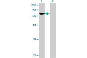Western Blot analysis of FLT1 expression in transfected 293T cell line by FLT1 MaxPab polyclonal antibody.