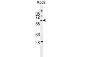 WDR49 Antibody (C-term) western blot analysis in K562 cell line lysates (35 µg/lane). (WDR49 抗体  (C-Term))