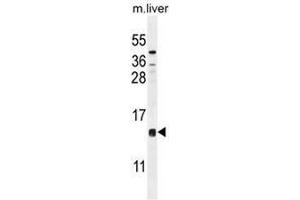 CCDC126 Antibody (C-term) western blot analysis in mouse liver tissue lysates (35µg/lane). (CCDC126 抗体  (C-Term))
