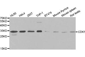 Western blot analysis of extracts of various cell lines, using CDK1 antibody. (CDK1 抗体)