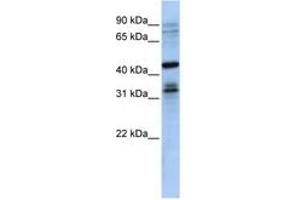 Image no. 1 for anti-Musashi Homolog 2 (MSI2) (N-Term) antibody (ABIN6740711) (MSI2 抗体  (N-Term))