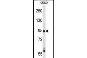 Western blot analysis in K562 cell line lysates (35ug/lane). (MAP3K10 抗体  (N-Term))