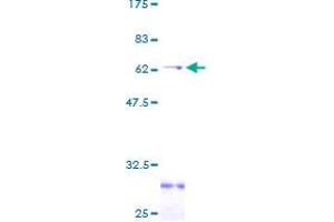 CD1a Protein (CD1a) (AA 1-311) (GST tag)