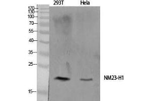 Western Blot (WB) analysis of specific cells using NM23-H1 Polyclonal Antibody. (NME1 抗体  (Internal Region))