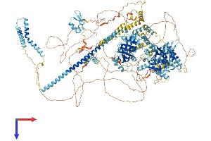 SMARCA4 Protein (AA 1-1613) (His tag)