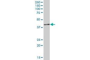 IGBP1 MaxPab polyclonal antibody. (IGBP1 抗体  (AA 1-339))