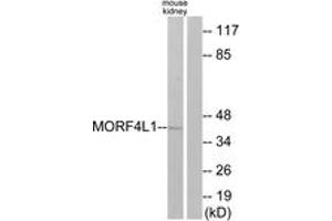 Western blot analysis of extracts from mouse kidney cells, using MORF4L1 Antibody.