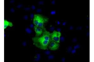 Anti-C17orf28 mouse monoclonal antibody (ABIN2452860) immunofluorescent staining of COS7 cells transiently transfected by pCMV6-ENTRY C17orf28 (RC206740). (HID1/DMC1 抗体)