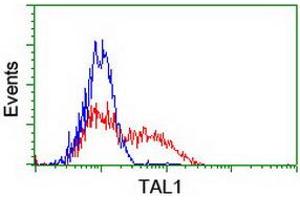 HEK293T cells transfected with either RC222628 overexpress plasmid (Red) or empty vector control plasmid (Blue) were immunostained by anti-TAL1 antibody (ABIN2455286), and then analyzed by flow cytometry. (TAL1 抗体)