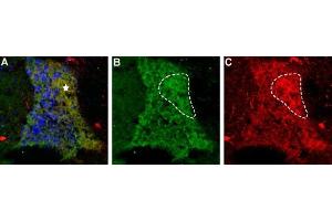 Expression of pro in rat brainImmunohistochemical staining of rat Islands of Calleja (IOC) using Anti-pro Antibody (ABIN7581927).