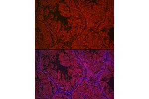 Immunofluorescence analysis of mouse testis cells using LHCGR Rabbit pAb (ABIN6128180, ABIN6143185, ABIN6143186 and ABIN6221866) at dilution of 1:500 (40x lens). (LHCGR 抗体  (AA 200-360))