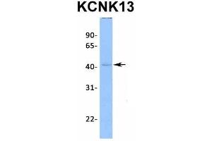 Host:  Rabbit  Target Name:  KCNK13  Sample Type:  721_B  Antibody Dilution:  1. (KCNK13 抗体  (C-Term))