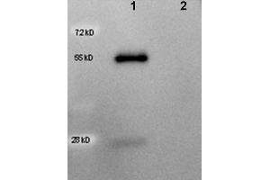 Western Blotting (WB) image for Rabbit anti-Goat IgG (Heavy & Light Chain) antibody (HRP) (ABIN964937)