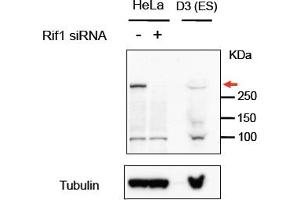 ABIN5539883 (1µg/ml) staining of HeLa and Mouse D3 (ES) lysates (35µg protein in RIPA buffer). (RIF1 抗体  (C-Term))